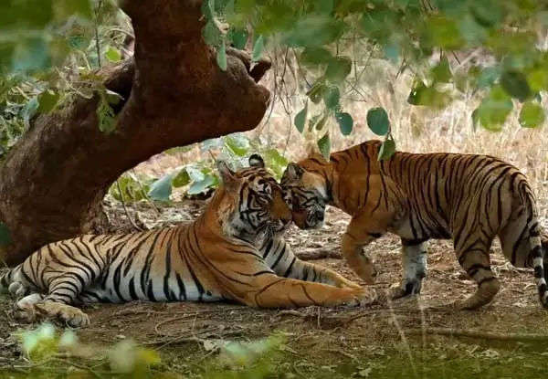 Jaipur to Mandawa one-day Tour Package