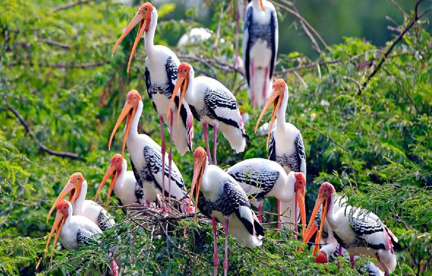 Golden Triangle with Bharatpur Bird century park